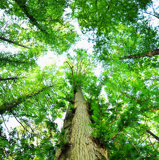 CO2の削減（吸収・固定）地球温暖化の抑制への貢献に期待される木材。